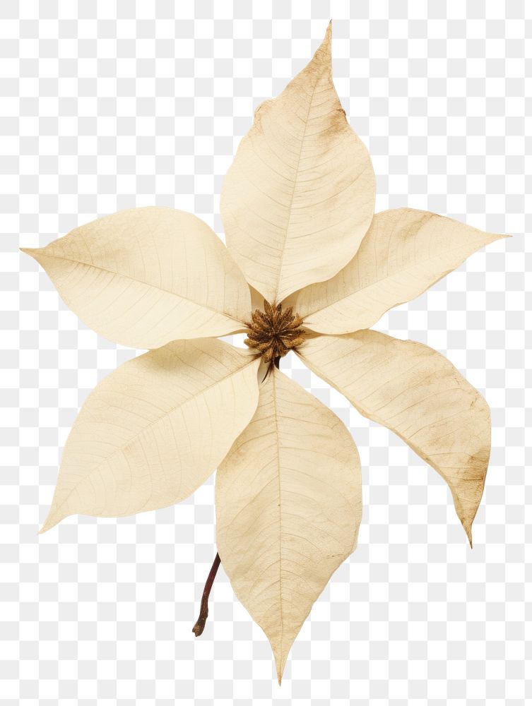 PNG White Poinsettia flower plant leaf.