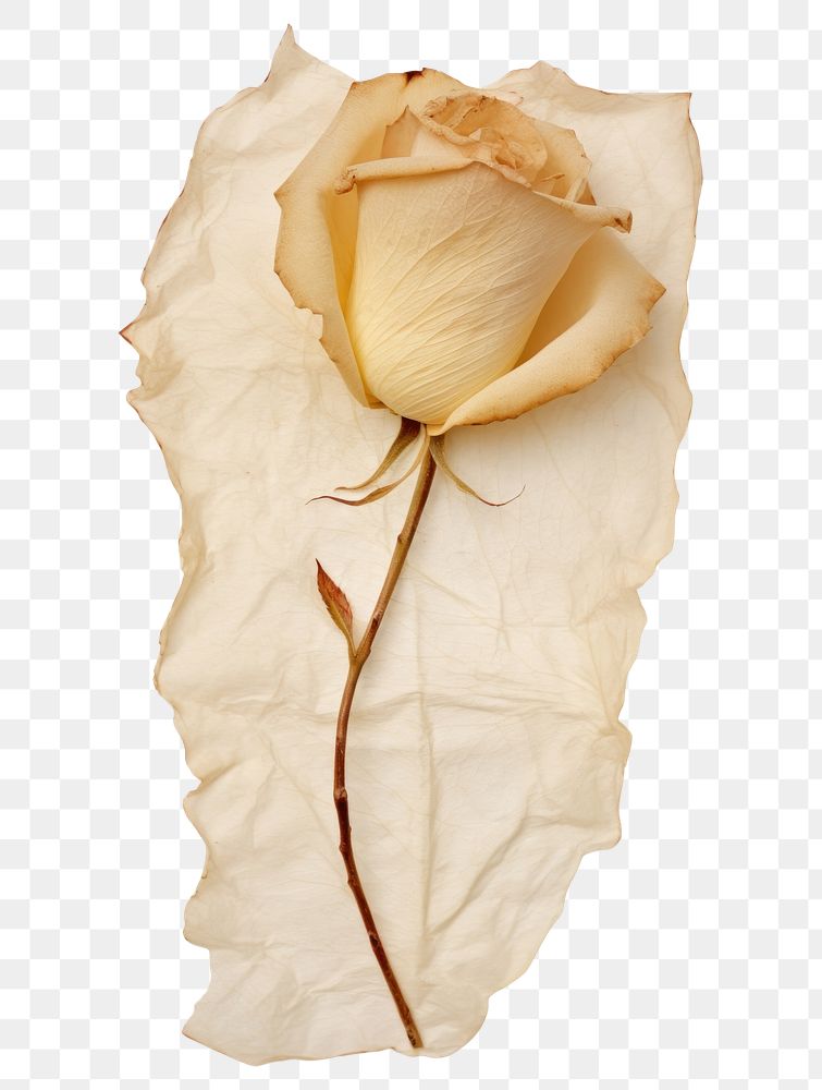 PNG Real Pressed a white rose petal flower plant paper.