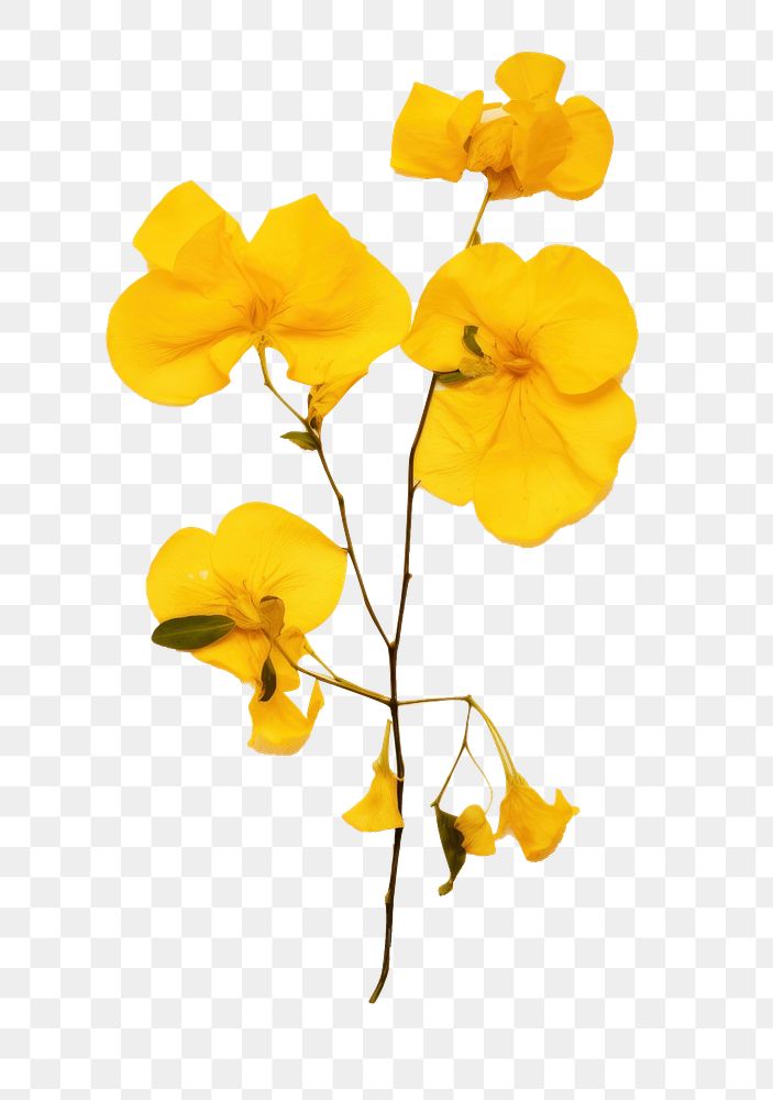 PNG Yellow bougainvillea flower petal plant.