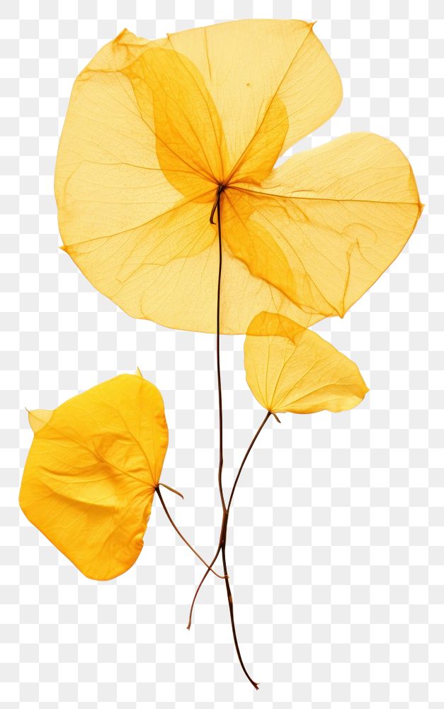 PNG Yellow bougainvillea flower plant petal.