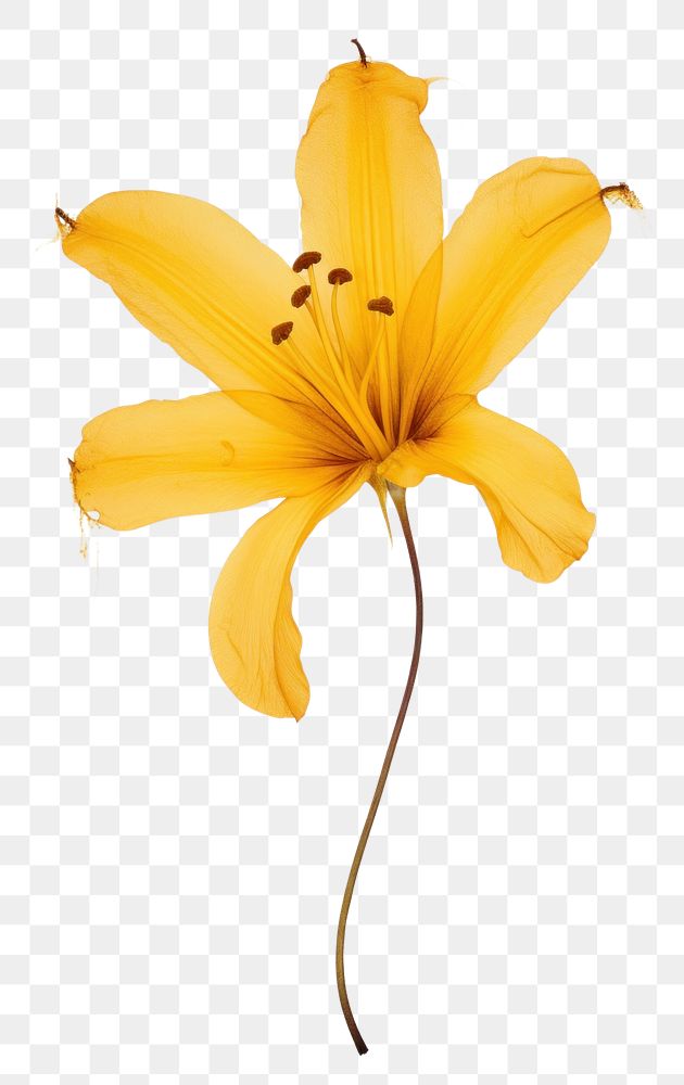 PNG Real Pressed a yellow Lily flower lily petal.