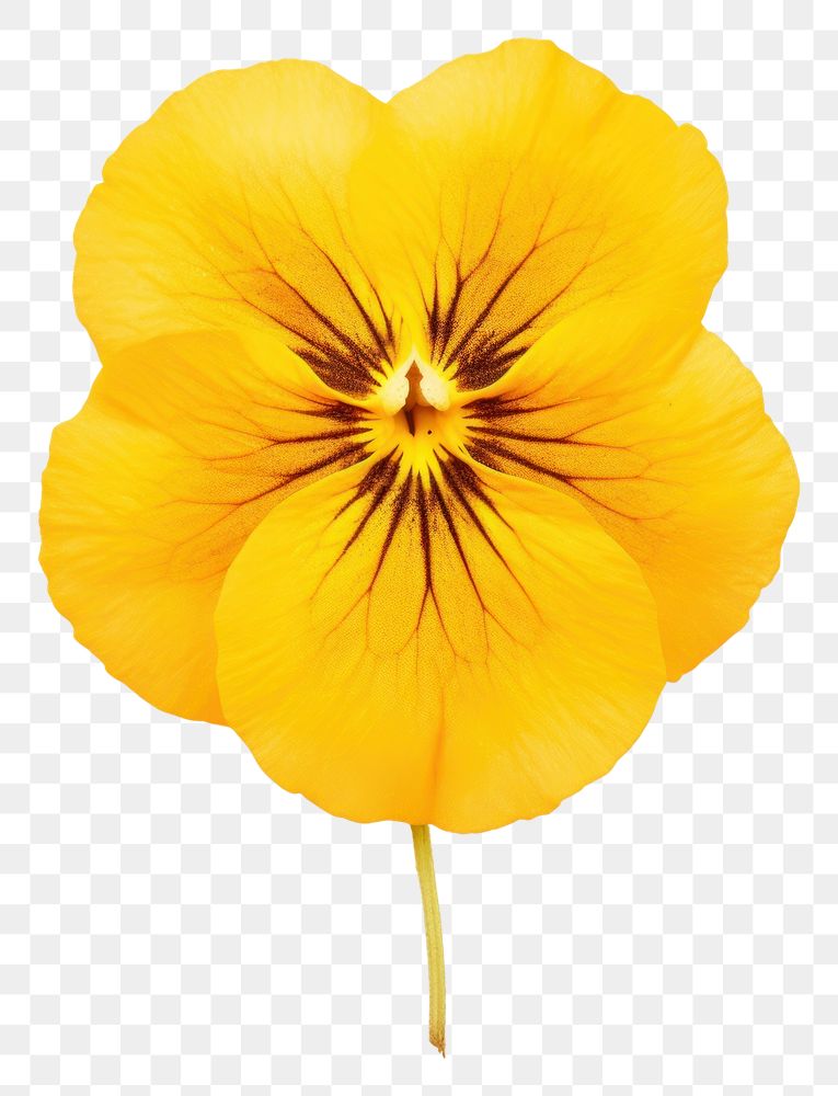 PNG Yellow pansy flower petal plant.