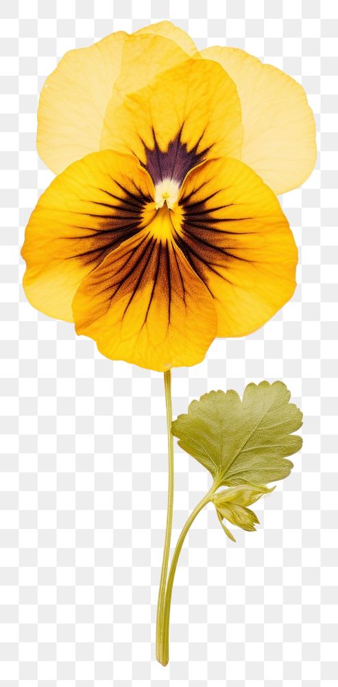 PNG Yellow pansy flower plant petal.