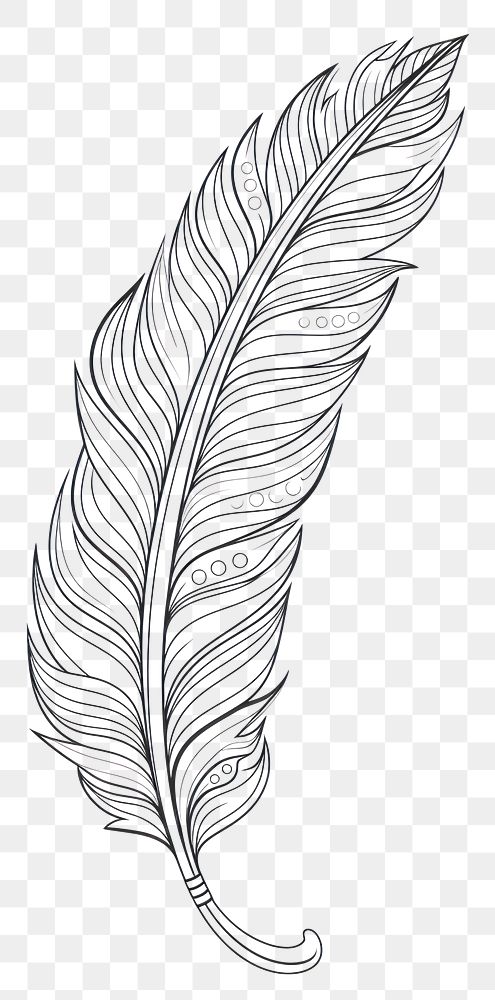 PNG Feather sketch drawing white. 
