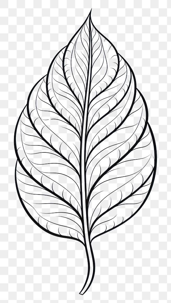 PNG Leaf sketch drawing plant. 