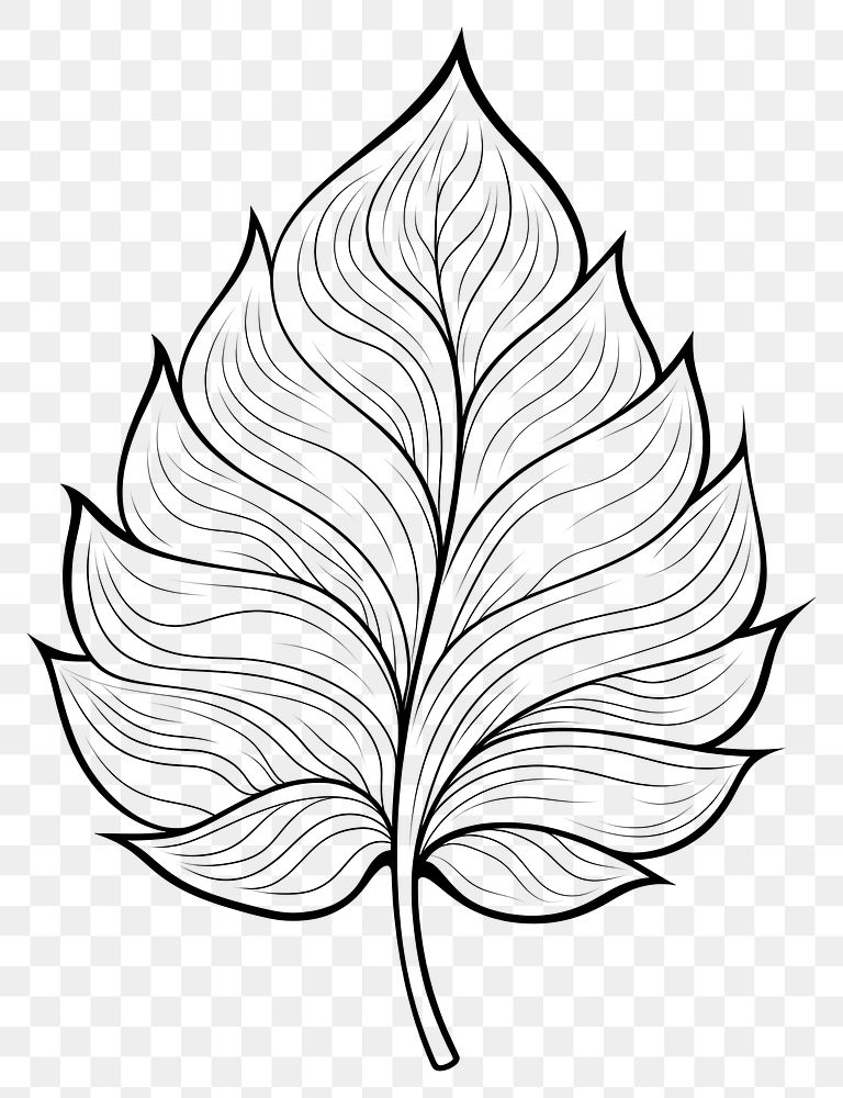 PNG Leaf sketch drawing doodle. AI generated Image by rawpixel.