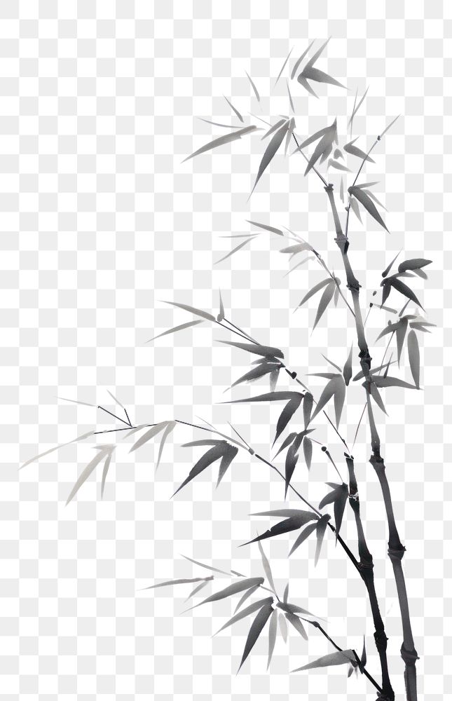 PNG  Bamboo leaves plant white monochrome