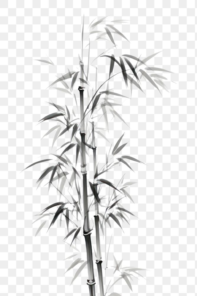 PNG  Bamboo leaves plant drawing branch