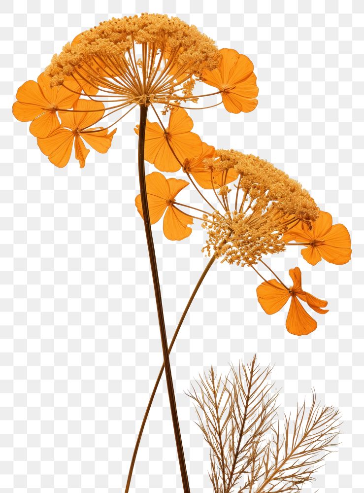 PNG Pressed a orange yarrow flower plant art.