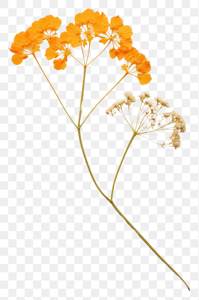 PNG Pressed a orange yarrow flower petal plant.