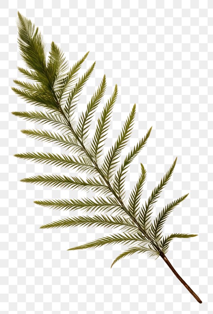 PNG Pressed a green pine leaf plant fern herb.
