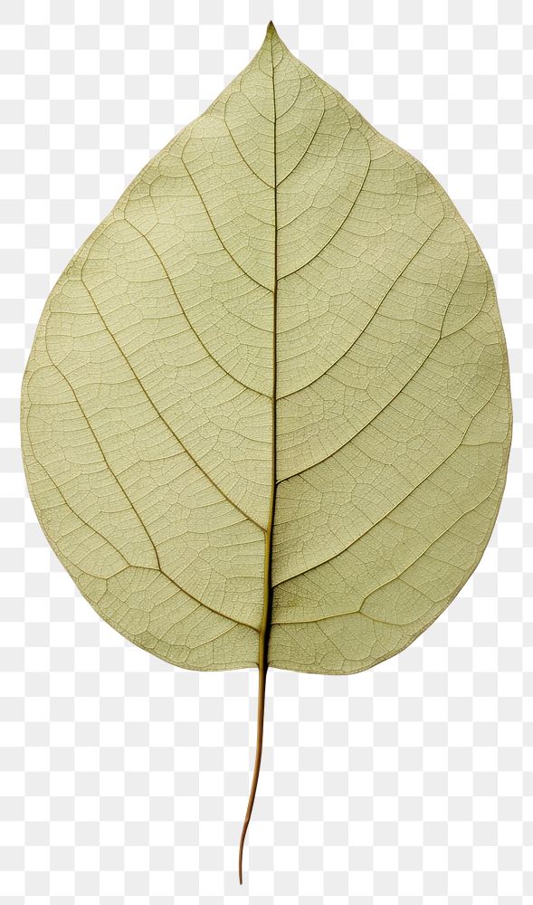 PNG Pressed a greene lemon leaf plant paper tree.