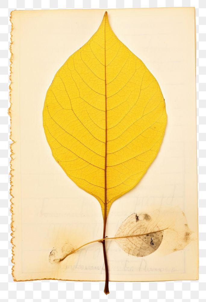 PNG Pressed a greene lemon leaf plant paper creativity.