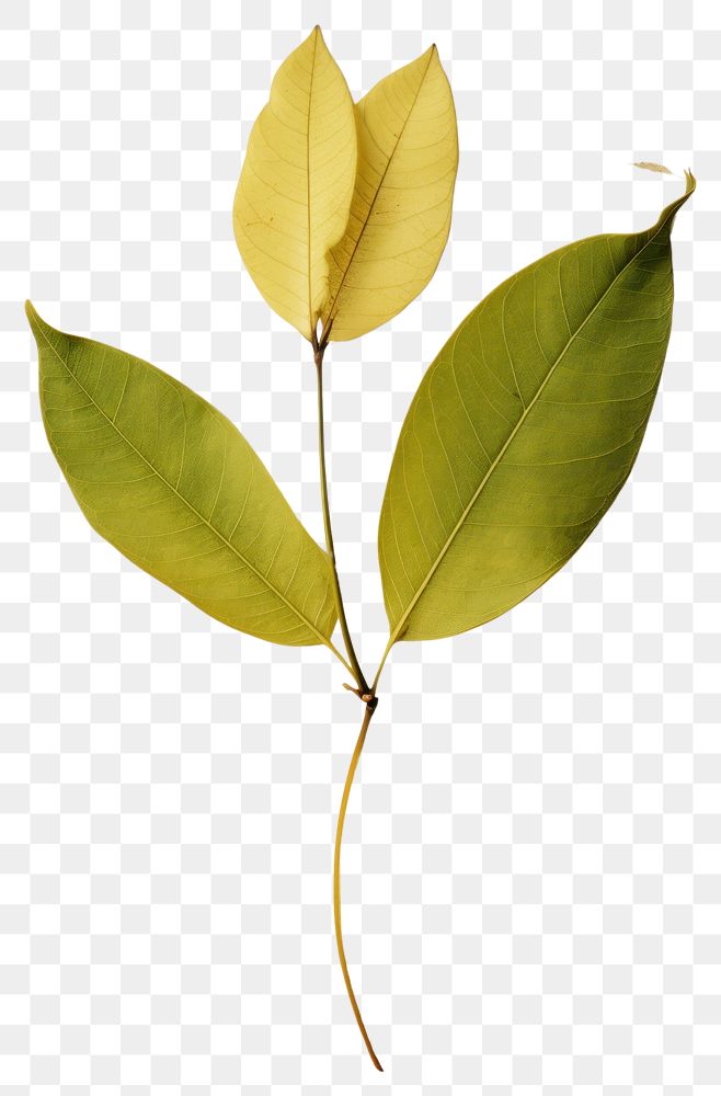 PNG Pressed a greene lemon leaf flower plant tree.