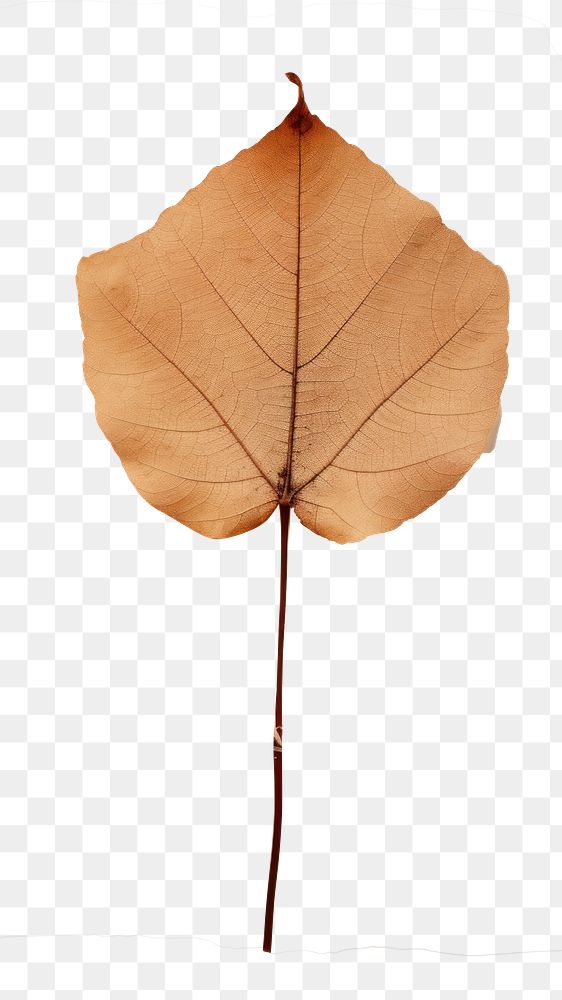 PNG Pressed a holy leaf plant paper tree.