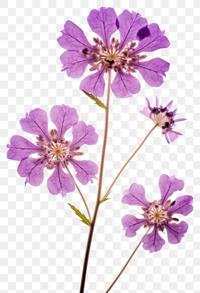 PNG Pressed a purple verbena flower blossom petal.