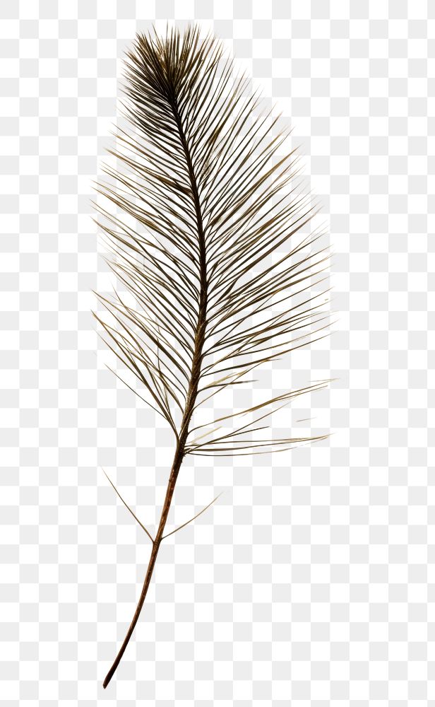 PNG Pressed a pine needle leaf drawing sketch plant.