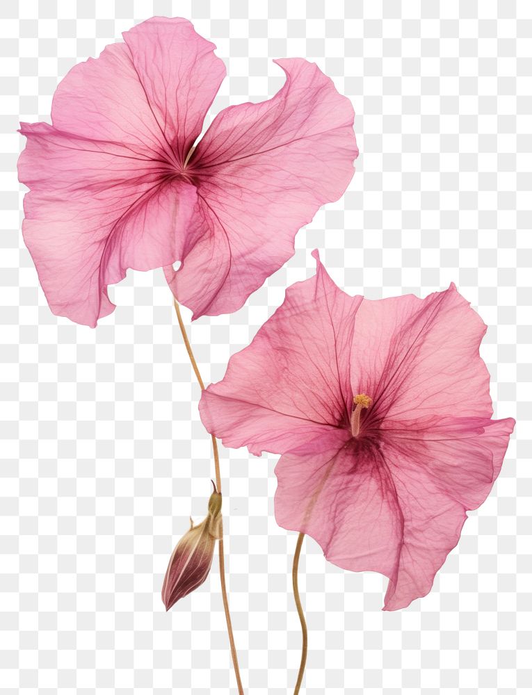 PNG Pressed a pink petunia flower hibiscus petal.