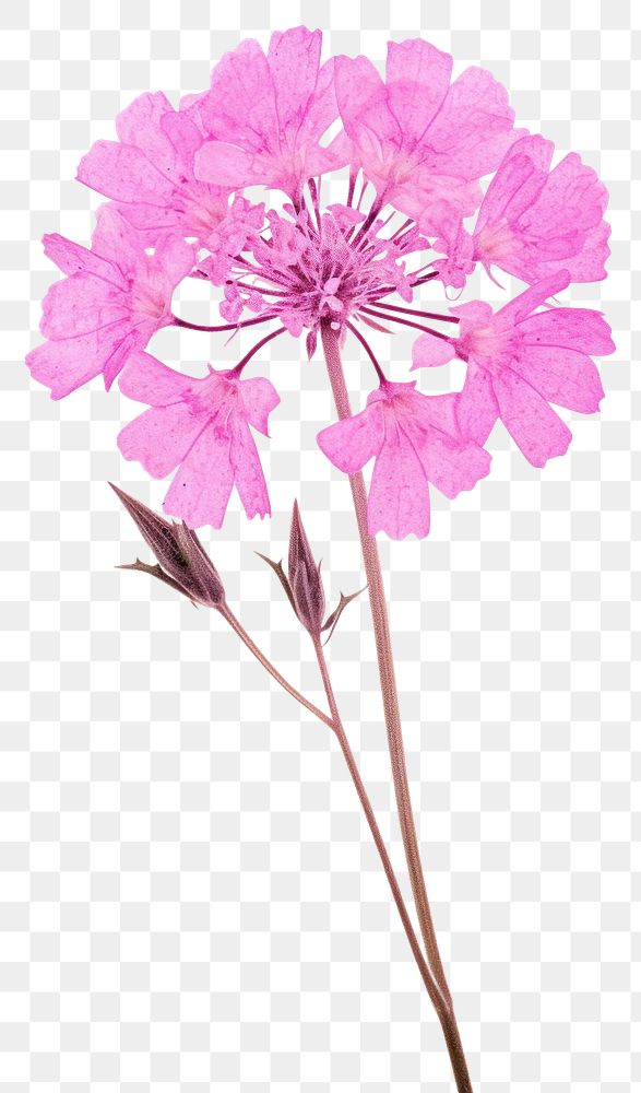 PNG Pressed a pink verbena flower blossom petal.