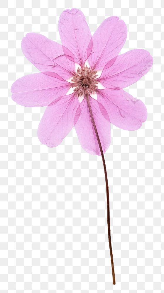 PNG Pressed a pink verbena flower petal plant.