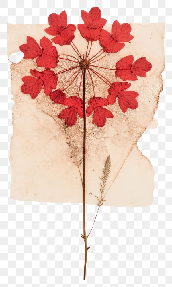 PNG Pressed a red verbena flower plant paper.
