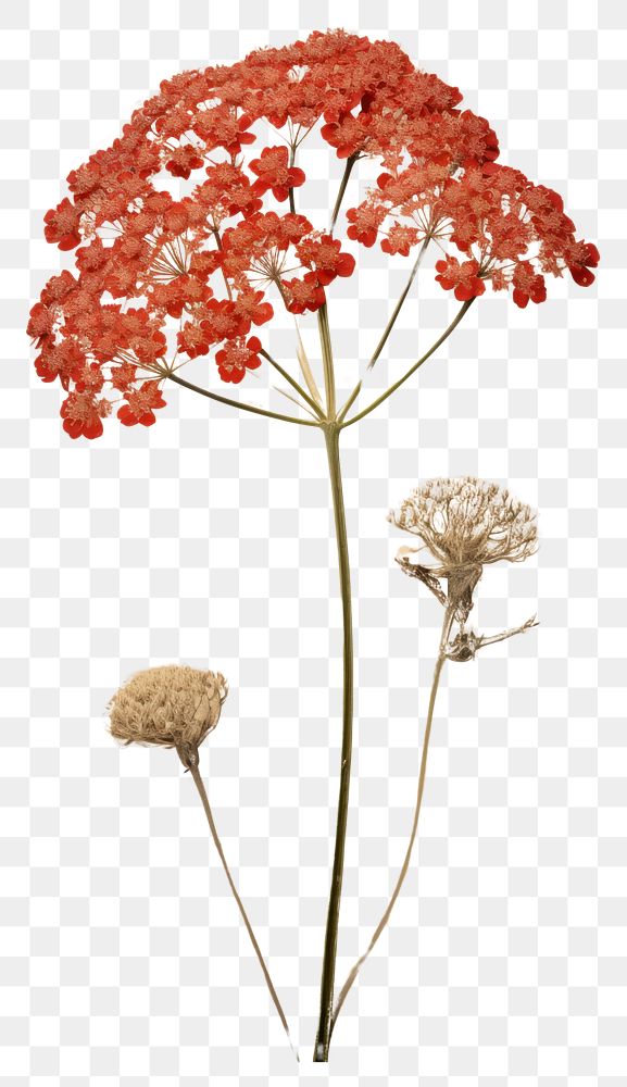 PNG Pressed a red yarrow flower plant art.