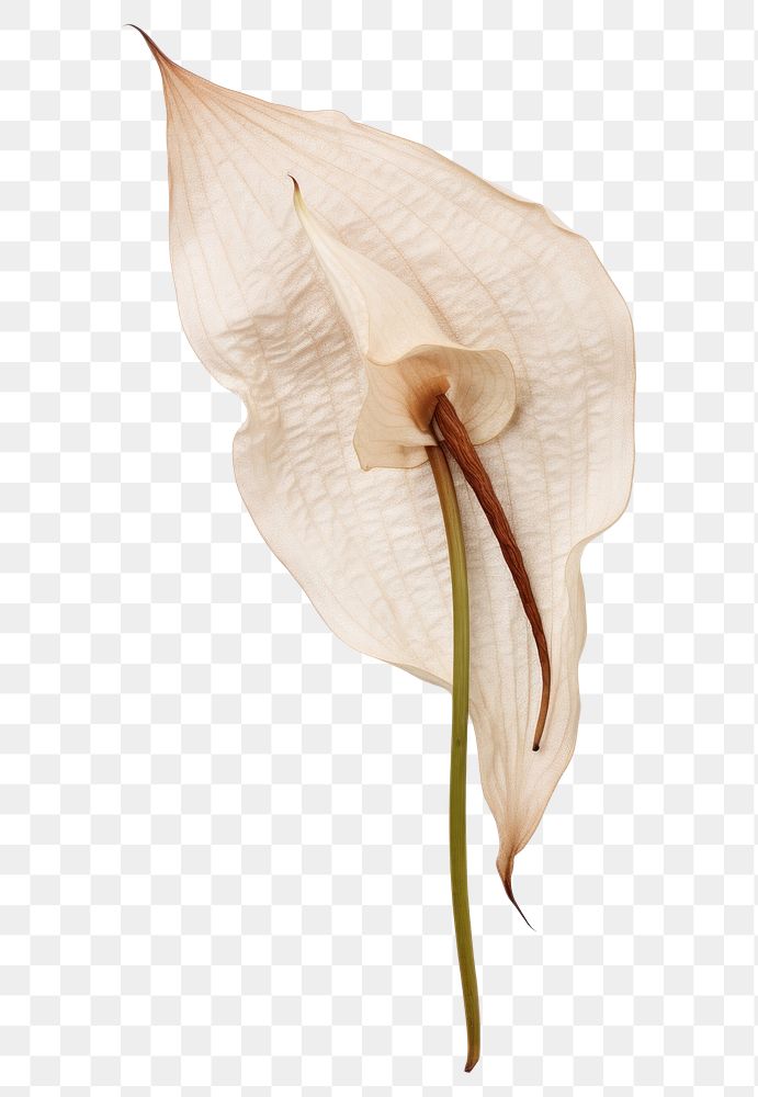 PNG Pressed a white peace Lily flower plant petal.