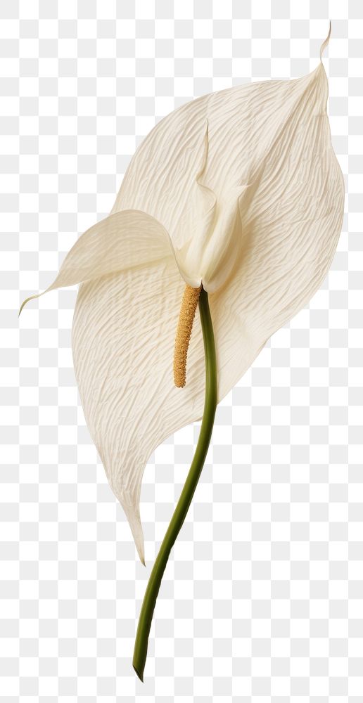 PNG Pressed a white peace Lily flower plant inflorescence.