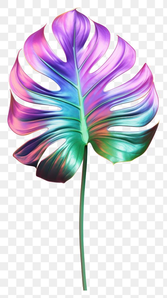 PNG  Monstera iridescent pattern flower petal.