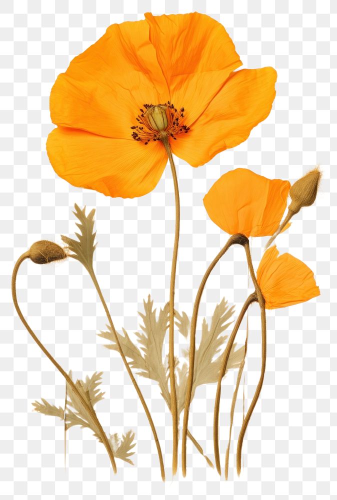PNG  Real Pressed a california poppy flower plant petal.