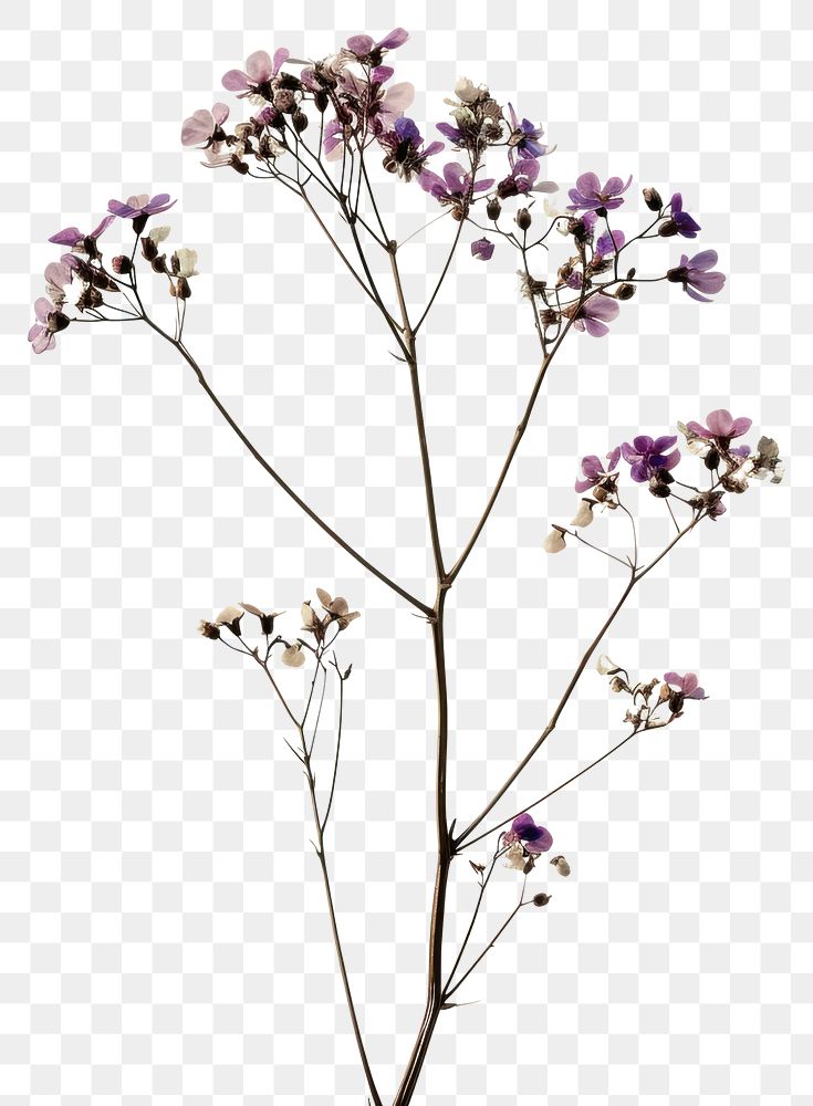 PNG  Real Pressed a gypsophila flower blossom plant.