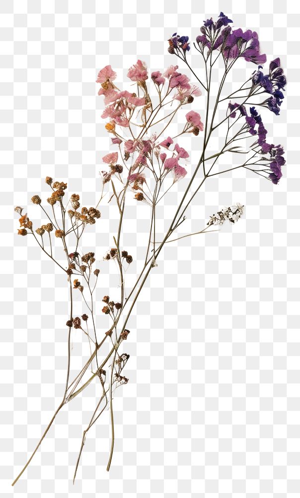 PNG  Real Pressed a gypsophila flower herbs plant.