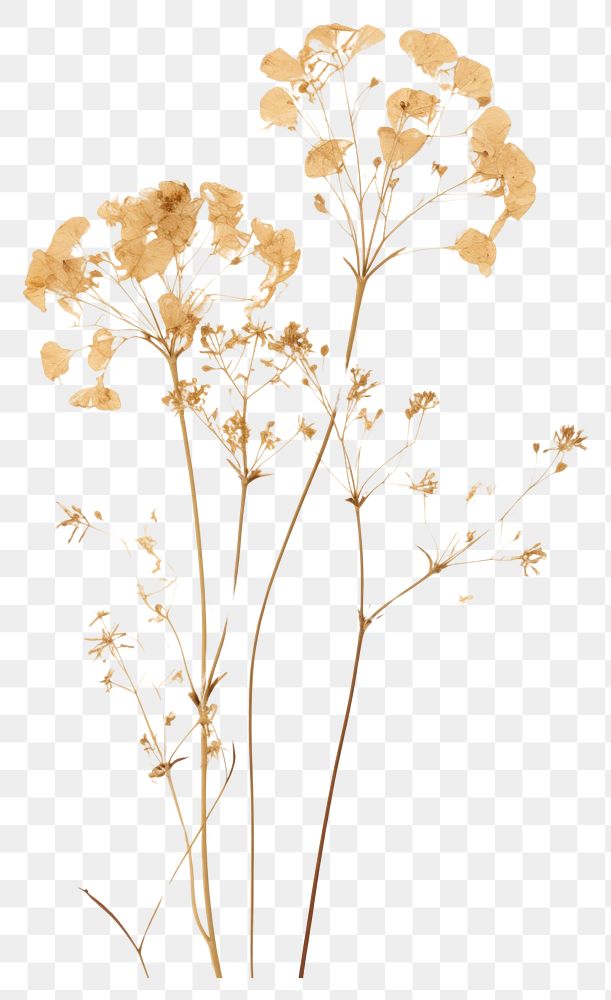 PNG  Real Pressed a gypsophila flower plant fragility.