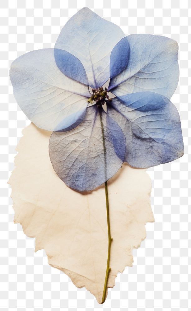 PNG  Real Pressed a hydrangea flower petal plant.