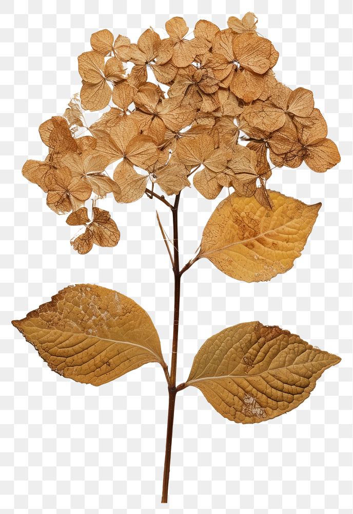 PNG  Real Pressed a hydrangea flower plant herbs.