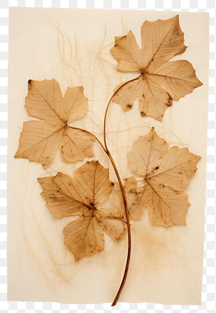 PNG  Real Pressed a ivy plant leaf tree.