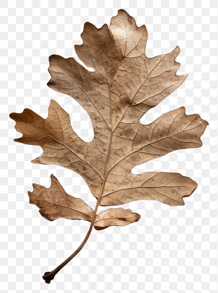 PNG  Real Pressed a oak leaf textured plant paper.