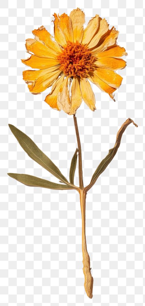 PNG  Real Pressed a marigold flower petal plant.
