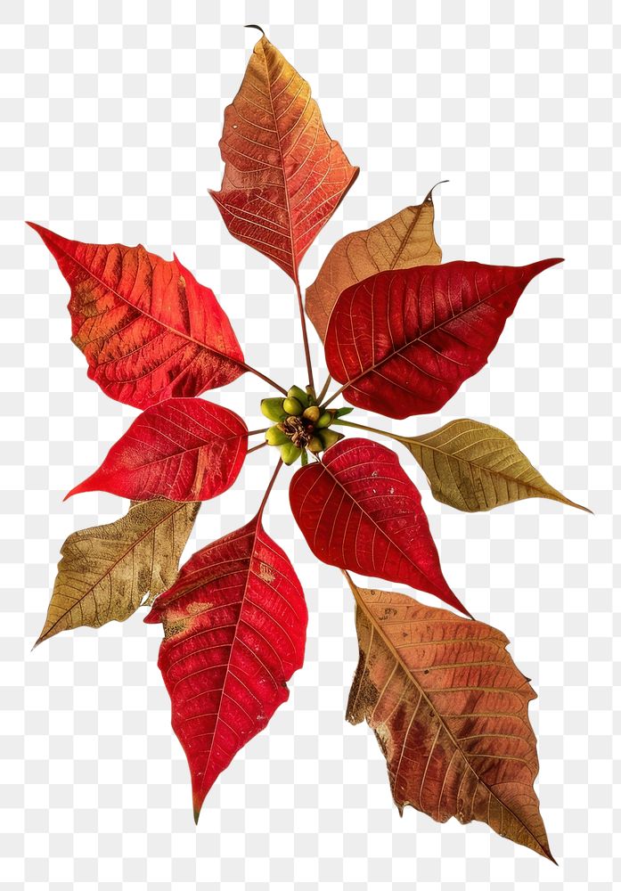 PNG  Real Pressed a Poinsettia flower plant paper.