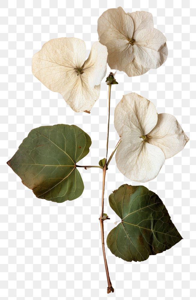 PNG  Real Pressed a White Ivy Flower flower plant white.