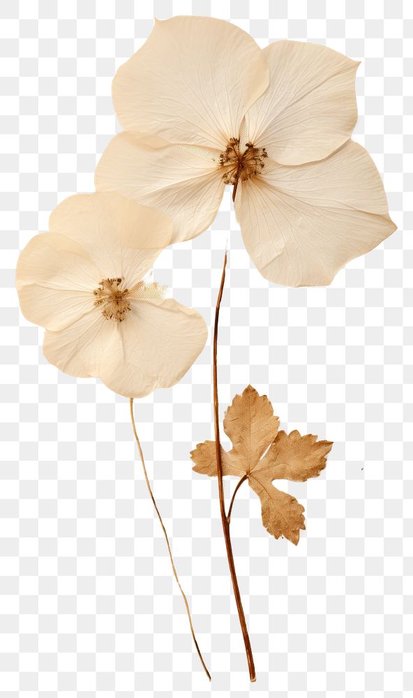PNG  Real Pressed a White Ivy Flower flower petal plant.