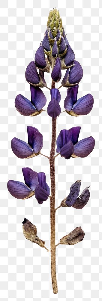 PNG  Dried lupine flower lavender plant petal.