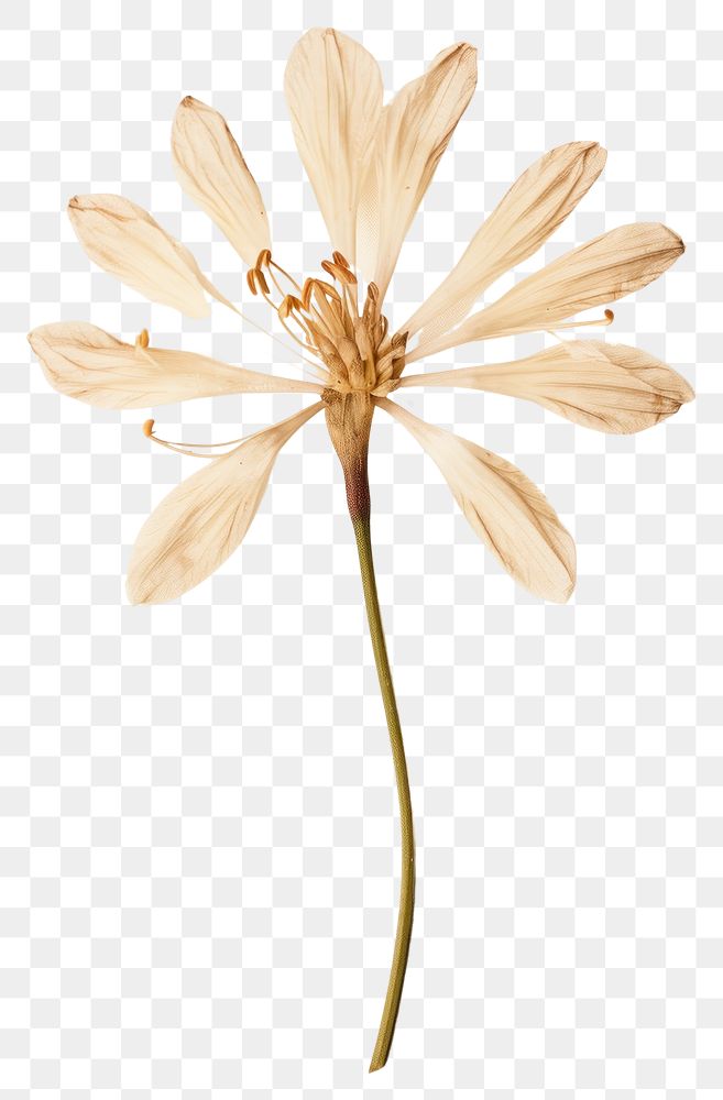 PNG  Dried tuberose flower petal plant inflorescence.