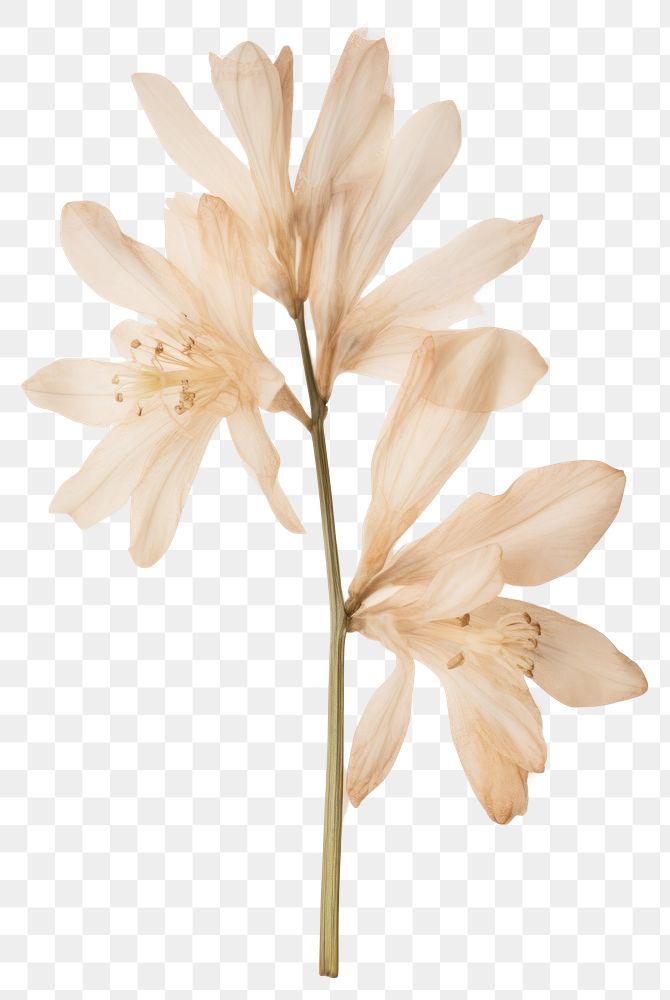 PNG  Dried tuberose flower petal plant lily.