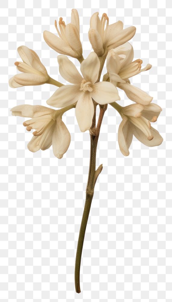 PNG  Dried tuberose flower petal plant amaryllidaceae.