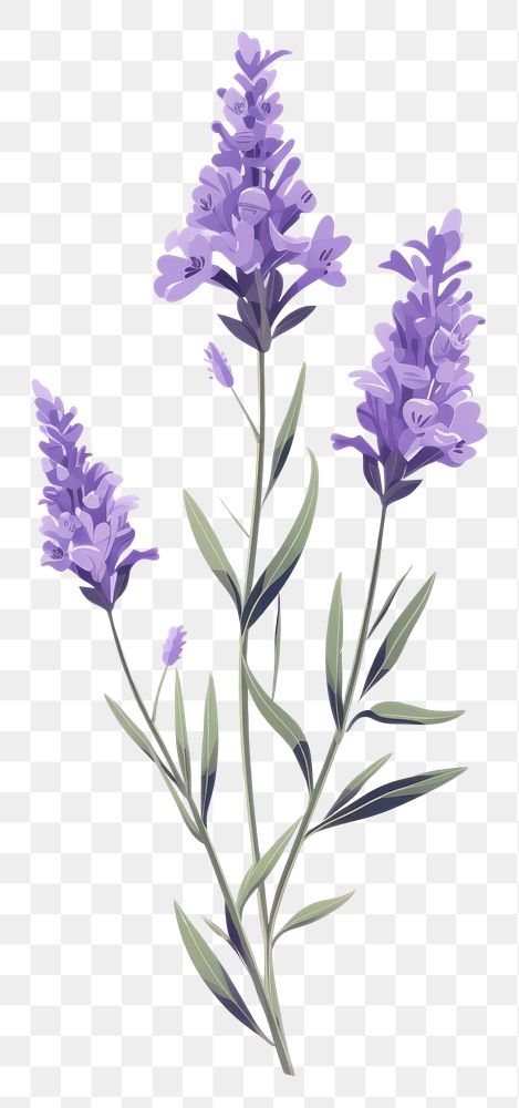 PNG Lavender flower blossom plant inflorescence. AI generated Image by rawpixel.