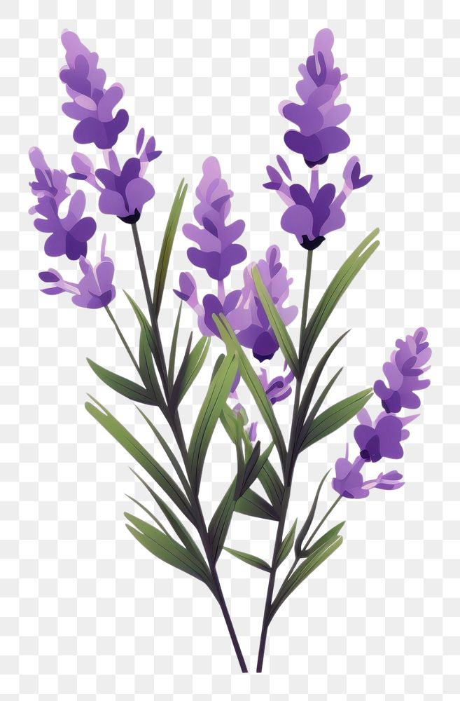 PNG Lavender flower blossom purple plant. AI generated Image by rawpixel.