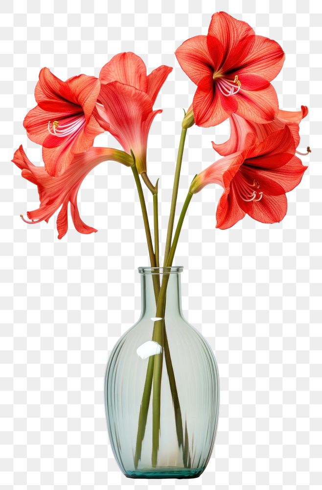PNG  Amaryllis in a vase amaryllis flower plant.