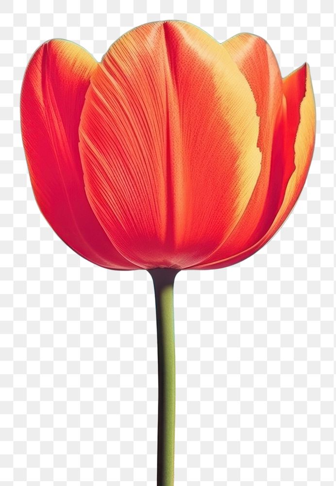 PNG Collage Retro dreamy tulip flower plant inflorescence.