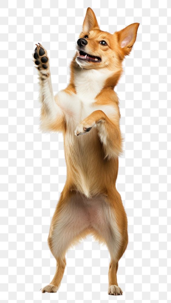 PNG Happy dog standing on hind legs mammal animal pet.